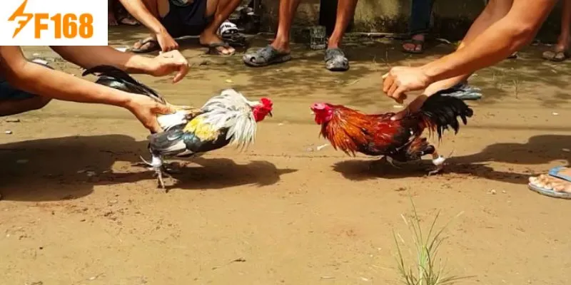 ข้อผิดพลาดที่พบบ่อยในการเดิมพันไก่ชนที่ F168