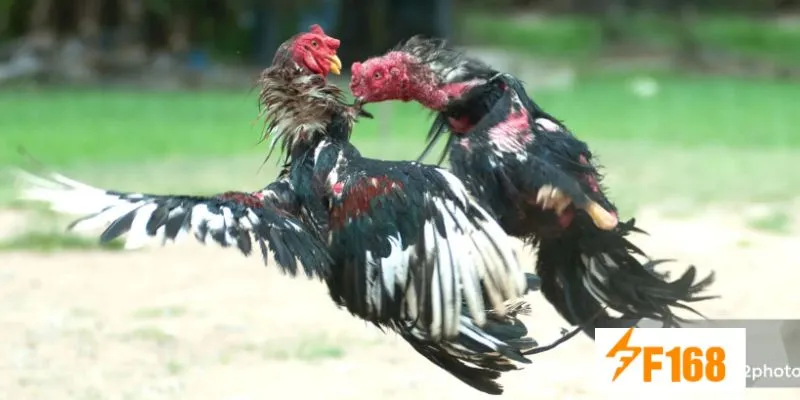 ชนไก่ F168: สู้ไปกับไก่ชนไร้พ่าย คว้าเงินรางวัลมหาศาลกลับบ้าน